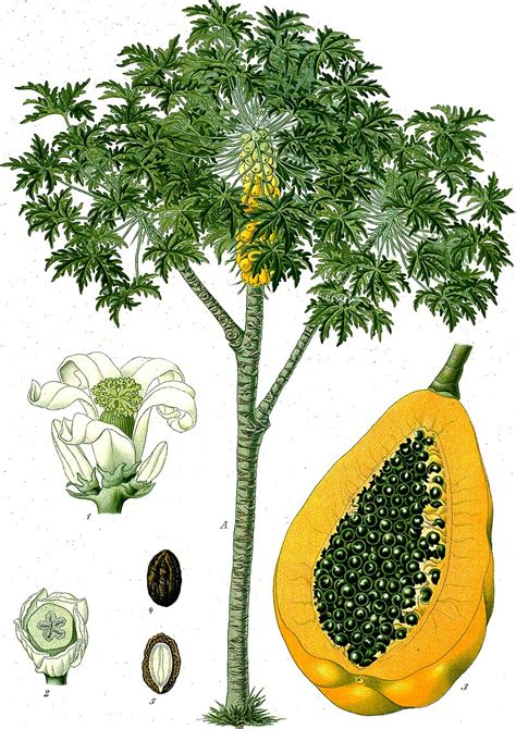 mamões|Carica papaya – Wikipédia, a enciclopédia livre